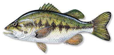 largemouth bass