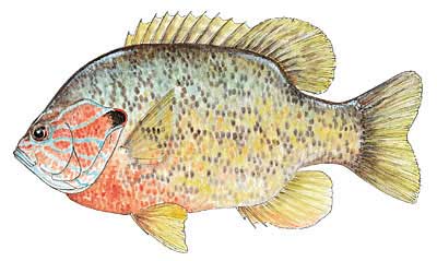 pumpkinseed